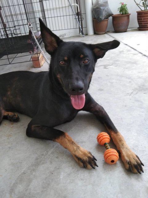 Goldie  - Rottweiler Mix Dog