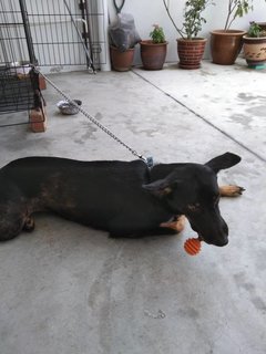 Goldie  - Rottweiler Mix Dog