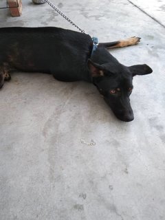 Goldie  - Rottweiler Mix Dog