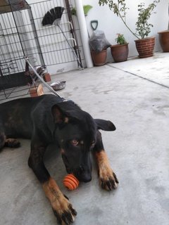 Goldie  - Rottweiler Mix Dog