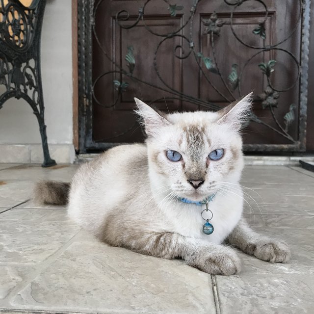 Gigi - Siamese Cat