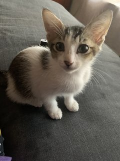 Kittens - Domestic Short Hair Cat