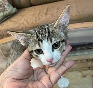 Skipper, The Playful Tabby - Domestic Short Hair + Tabby Cat