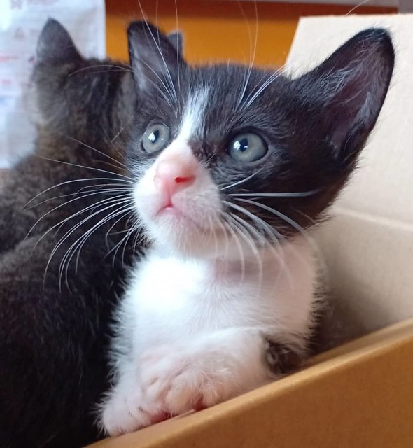 Strawberry - Tuxedo Cat