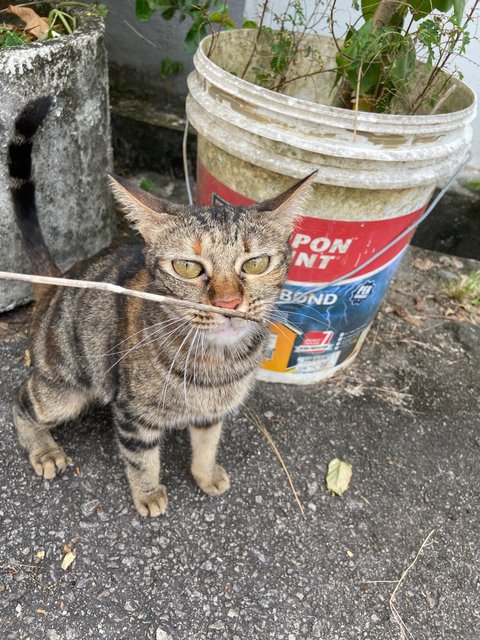 Juan Juan - Domestic Short Hair Cat