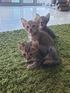  6 Cute Little Fur Balls Need A Home - Tabby Cat