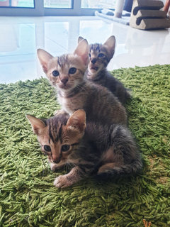  6 Cute Little Fur Balls Need A Home - Tabby Cat