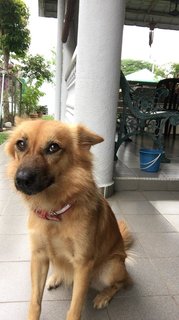 Pretty - Mixed Breed Dog