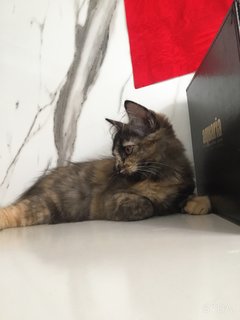 Nora - Domestic Medium Hair Cat