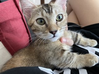 Timi - Munchkin Cat