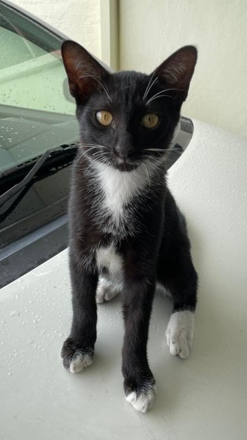 James Bond - Tuxedo + Domestic Long Hair Cat