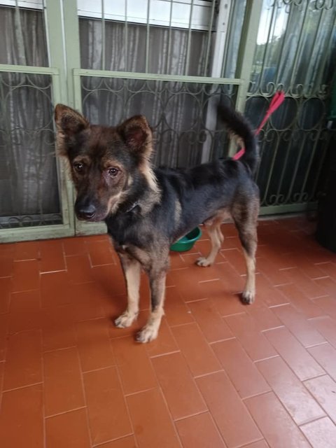 Sos Dog Found In Dsara Kim - Mixed Breed Dog