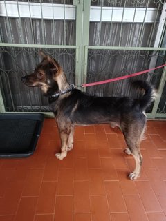 Sos Dog Found In Dsara Kim - Mixed Breed Dog