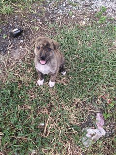 Adorable Mix Puppies - Mixed Breed Dog