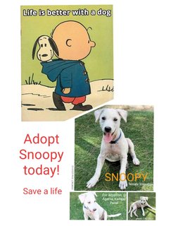 Snoopy - Blue Lacy Mix Dog