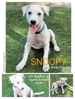 Snoopy - Blue Lacy Mix Dog