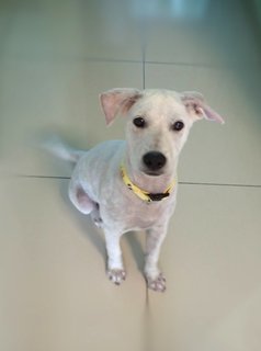 Snoopy - Blue Lacy Mix Dog