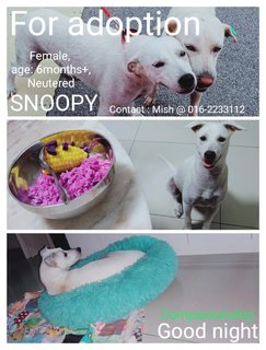 Snoopy - Blue Lacy Mix Dog