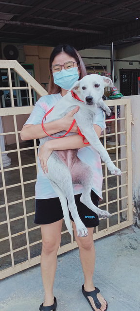 Snoopy - Blue Lacy Mix Dog