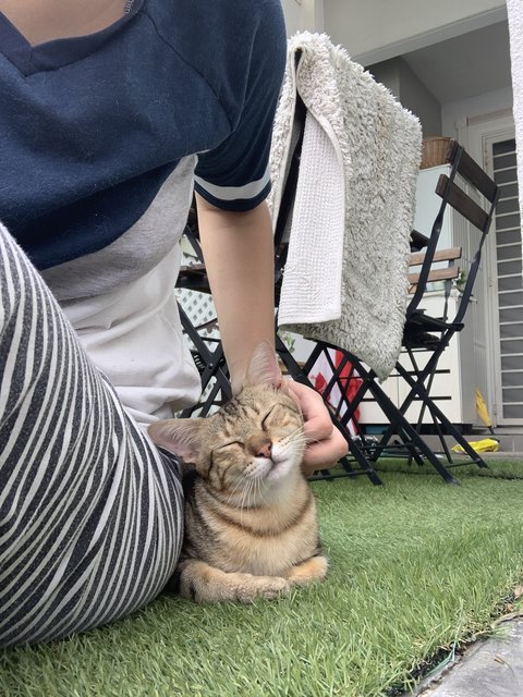 Mixed Bengal - Domestic Short Hair + Bengal Cat