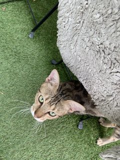 Mixed Bengal - Domestic Short Hair + Bengal Cat