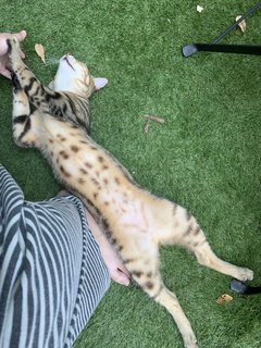 Mixed Bengal - Domestic Short Hair + Bengal Cat