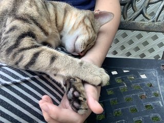 Mixed Bengal - Domestic Short Hair + Bengal Cat