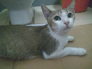 Wendy - Domestic Short Hair Cat