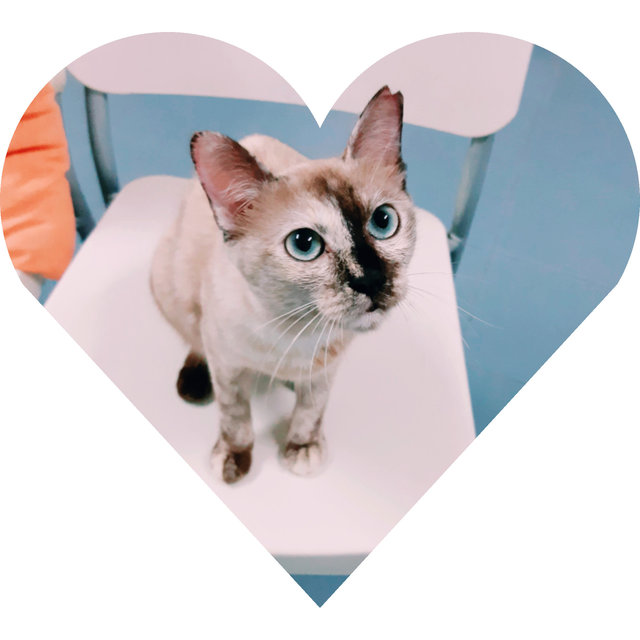 Cleopatra - Siamese Cat