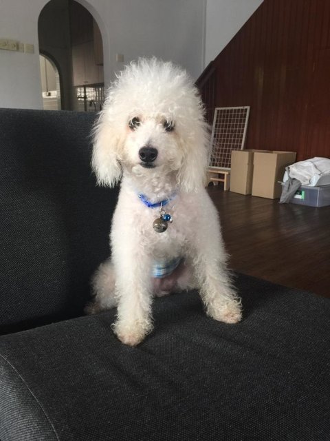 Tyrell - Poodle Dog