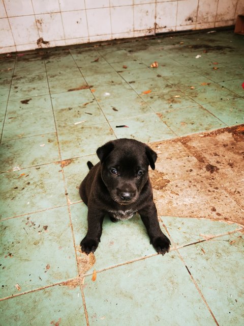 Puppy - Mixed Breed Dog