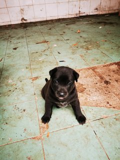 Puppy - Mixed Breed Dog