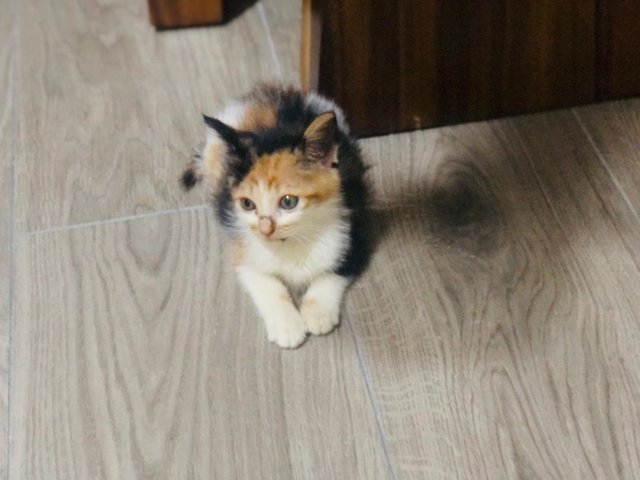 Caramel - Calico Cat