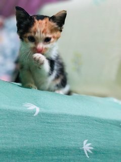 Caramel - Calico Cat