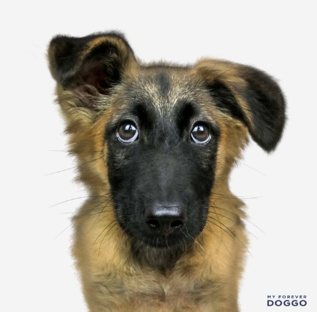 Sam Yee - Belgian Shepherd Malinois Mix Dog