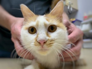 Gingerbread  - Domestic Medium Hair Cat