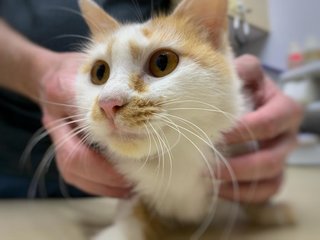 Gingerbread  - Domestic Medium Hair Cat