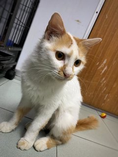 Gingerbread  - Domestic Medium Hair Cat