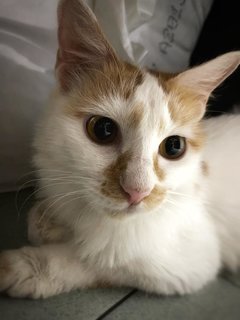 Gingerbread  - Domestic Medium Hair Cat