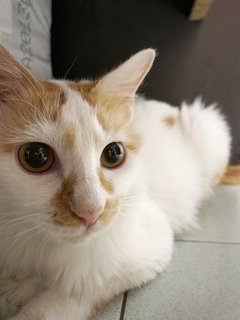 Gingerbread  - Domestic Medium Hair Cat