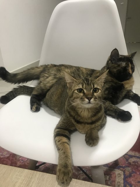 Nana And Snickers - Domestic Medium Hair Cat