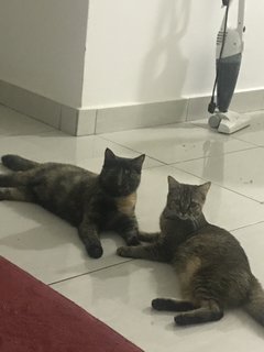 Nana And Snickers - Domestic Medium Hair Cat