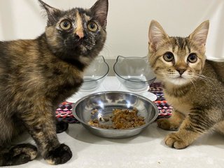 Nana And Snickers - Domestic Medium Hair Cat