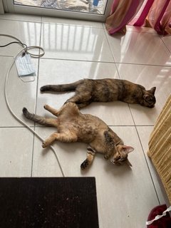 Nana And Snickers - Domestic Medium Hair Cat