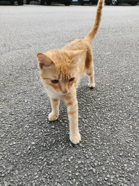 Oren - Domestic Short Hair Cat