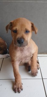 Valentine 2mths (Adopted 25 Jun 21) - Mixed Breed Dog