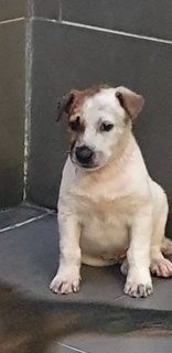  Vito 2mths (Adopted 14 Jun 21) - Mixed Breed Dog