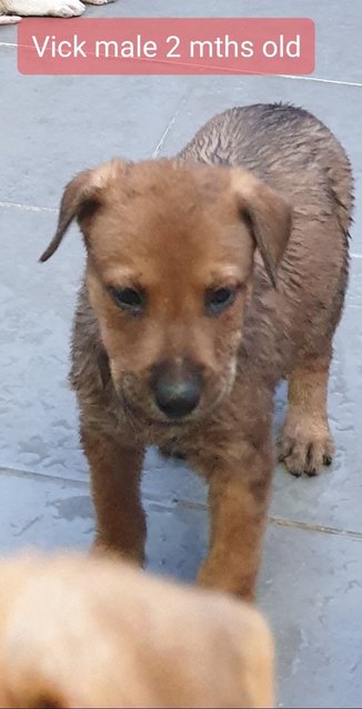 Vick 2mths Adopted  - Mixed Breed Dog