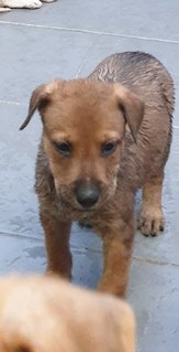 Vick 2mths Adopted  - Mixed Breed Dog