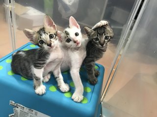 From left to right, Hanzo, Zorro and Kano